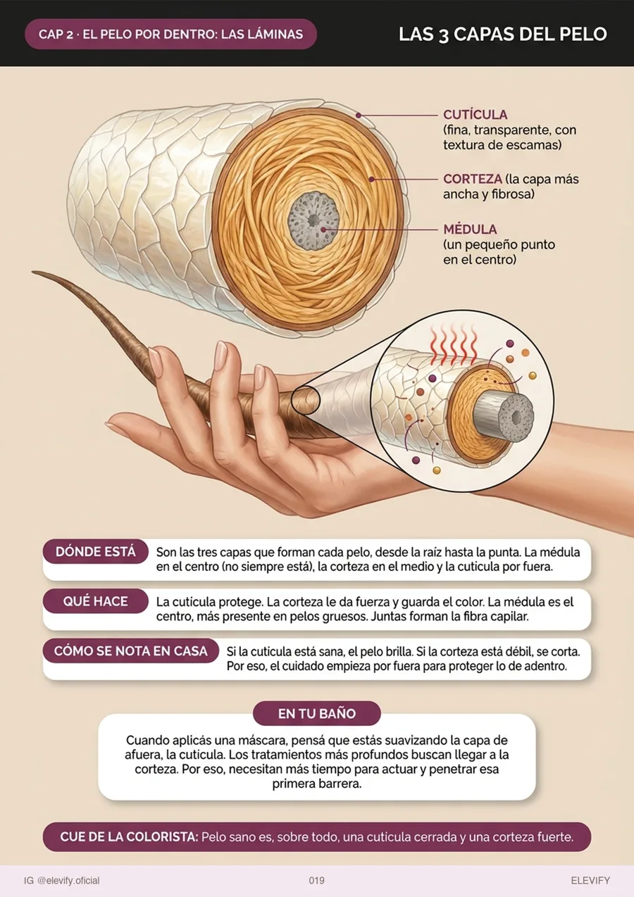 Las 3 capas del pelo