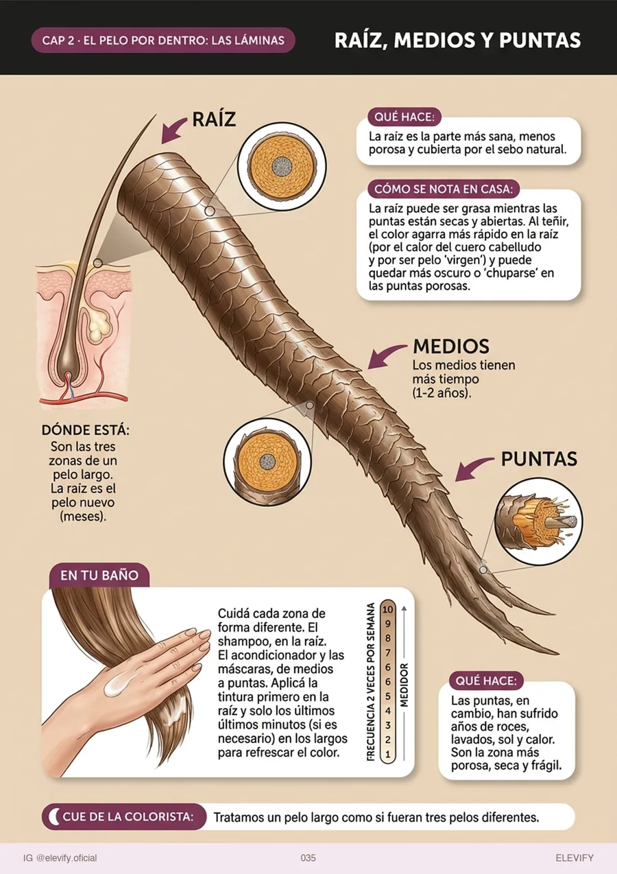 Raíz, medios y puntas: tres pelos distintos